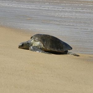 A Miracle of Nature: Olive Ridley Turtles at Bhogwe Beach – Nesting, Hatching & Conservation
